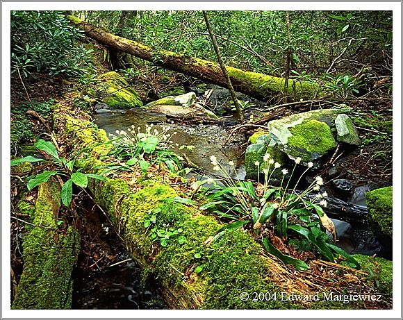 450355B   Wild flowers growing on a fallen tree, SMNP 